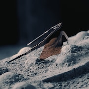 Oakley X GDLP Mumbo® - GDLP Patina