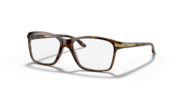 Polished Brown Tortoise